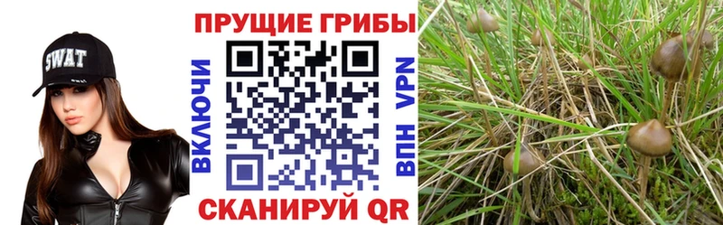 МЕГА маркетплейс  Рыбинск  Псилоцибиновые грибы Magic Shrooms 